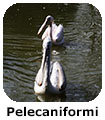 Pelicaniformi